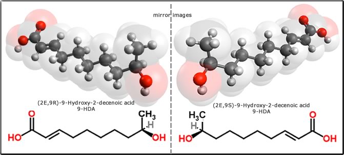 (2E,9R)-(-)-9-hydroxy-2-decenoic acid 